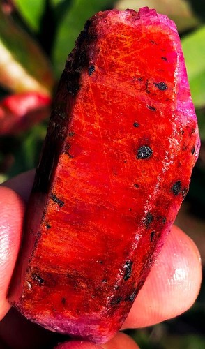 61,2 g Gemmy! Prismas hexagonales naturales rojo corindón rubí cristal espécimen ip1903 - Imagen 2 de 12
