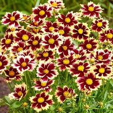 Coreopsis Solar Fancy Real Outdoor Red and Yellow Hardy Perennial Plant in Pot