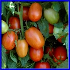 Debarao Bush Tomato - Loads of Fruit on Compact Bush Plants - 20 Seeds Comb. S/H