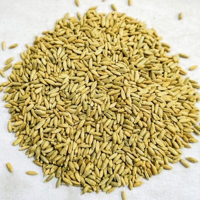 Organic Winter Rye Seeds, Non-GMO (3 lb)