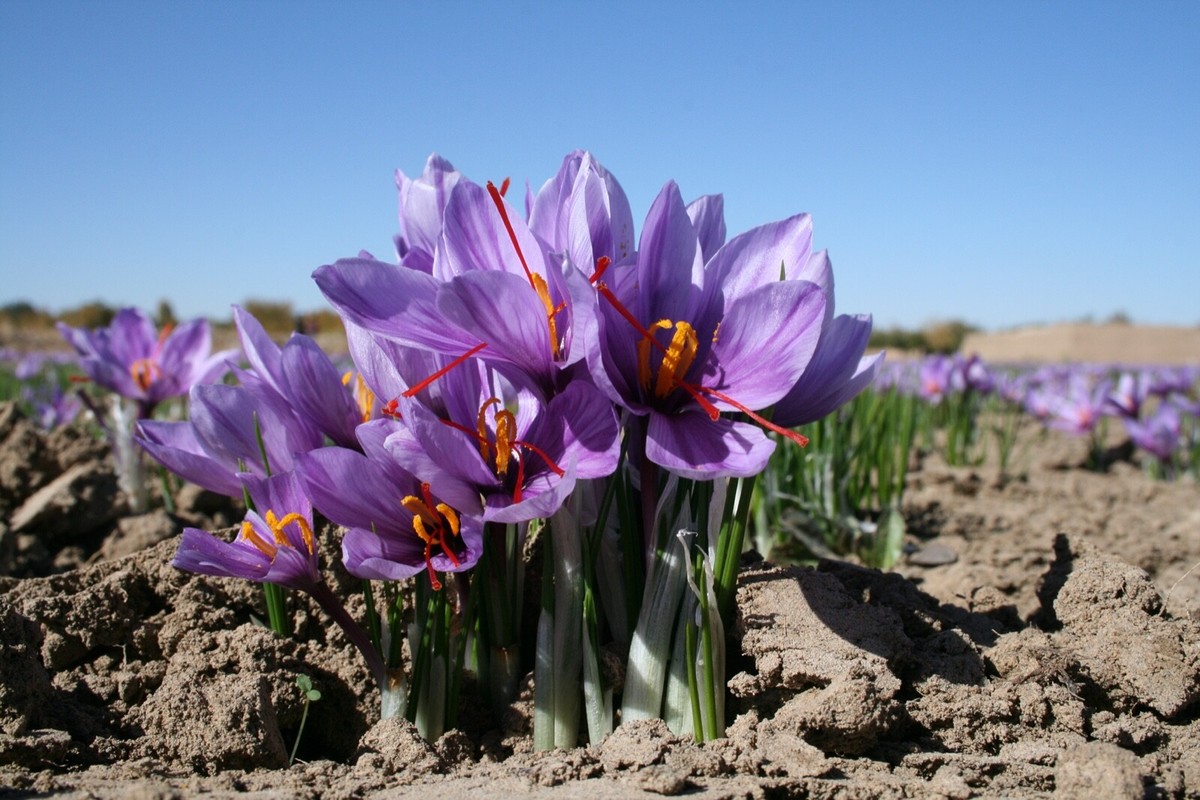 SAFFRON pure 9,2 gram in bag selected quality Pushal