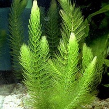 Ceratophyllum demersum Piante per Acquario a Crescita Veloce aquascaping facile