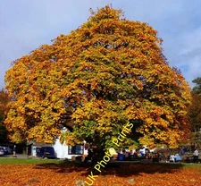 Photo 6x4 Elterwater maple in autumn raiment The seating arrangement at t c2015
