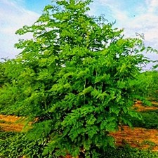 25 GIANT Organic MORINGA OLIFERA TREE SEEDS "FLORIDA UTANAS" Non GMO fast grow 