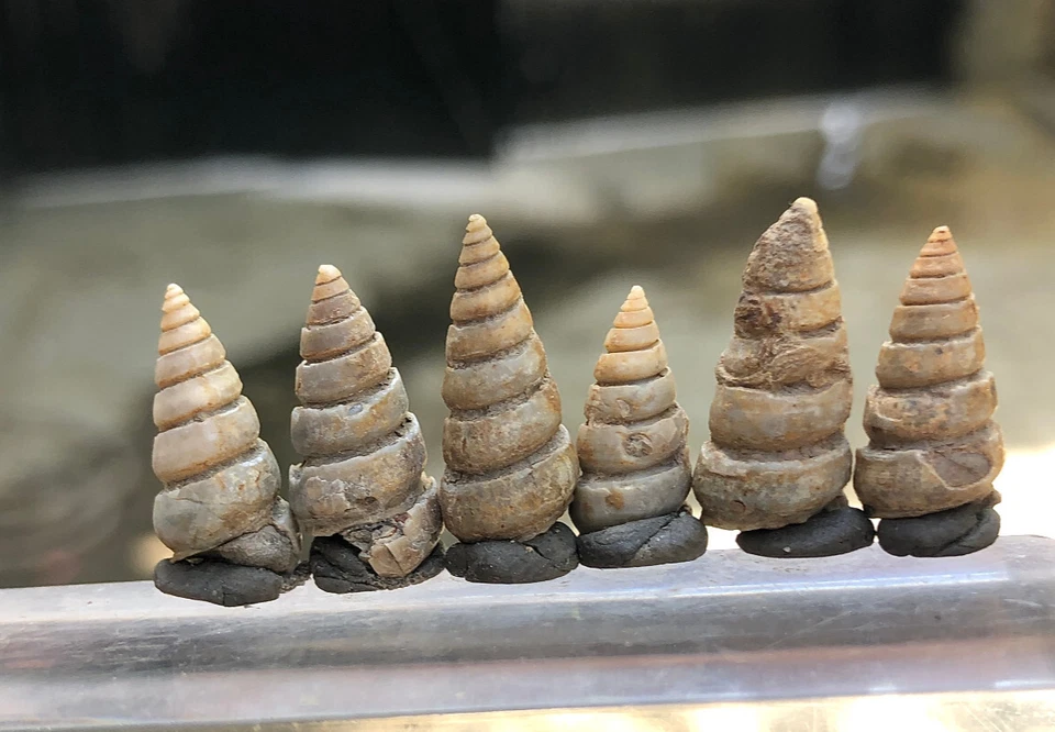 35 Carat Turritella Fossils any of several species of gastropods snails - Image 4 of 4