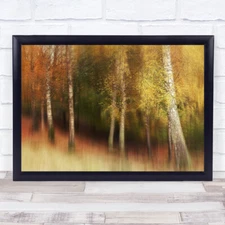 Autumn Colour Colors Tree Trees Birch Birches Leaf Leaves Grass Print - 1430150