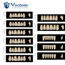 6/8pc Delux Dental Teeth Acrylic Resin Denture Teeth Full Upper/Lower Set A1 B1
