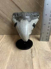 MEGALODON SHARK TOOTH Real Fossil - w/ DISPLAY STAND