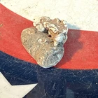 Dug Civil War 💥 🇺🇸 💣 Campfire Melted Confederate Gardner Bullet