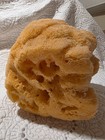 Real Sea Sponge Decorative Vase Coastal Nautical Beach Home Decor Tarpon Springs — photo 7