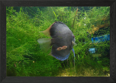 Gerahmtes Wandbild Diskus tropische Fische Poster Leinwanddruck Bild