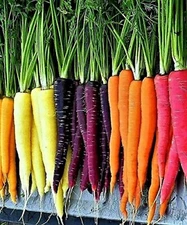 600+ Rainbow Carrot Blend Mix Seeds  - NON GMO - HEIRLOOM - ORGANIC -- FRESH
