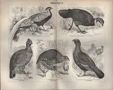 Lithograph 1896: Chicken Birds I-III. Silver Pheasant Bush Chicken Hazel Chicken Quail