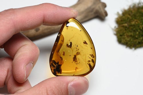 Coleoptera (Beetle) - Fossil Insect Inclusion in Burmese Amber
