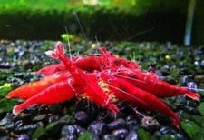 10 1 Blood Mary Freshwater Neocaridina Aquarium Shrimp. Live Guarantee