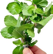 Hygrophila Difformis Water Wisteria Bundle Live Aquarium Stem Plant