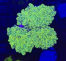 WYSIWYG Neon Green Frogspawn Octospawn 2 Head Live Coral Frag SPS LPS Reef