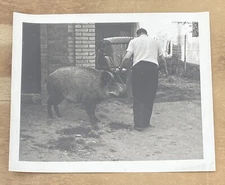 Old Vintage Photo Man w/ Wild Boar Hog Pig Photograph