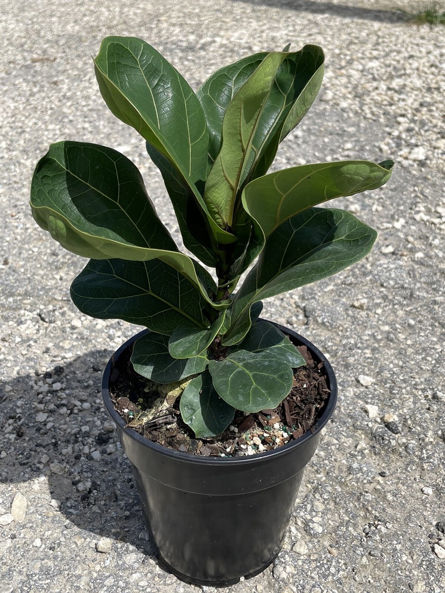 brandi philodendron not growing leaves Philodendron 'Brandi' | Stunning Plant