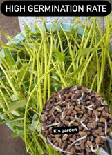 200+ pcs SUPER BUDS KANGKONG WATER SPINACH SEEDS,ONG CHOY, RAU MUỐNG SIÊU ĐỌT