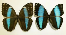 MORPHO HELENOR THEODORUS*** pair **** Ecuador