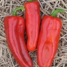 MARCONI PEPPER SEEDS 50+ LARGE RED ITALIAN sweet PEPPER vegetable GARDEN