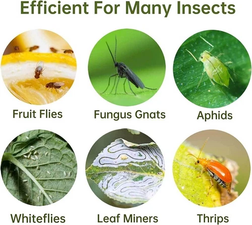 20pcs Sticky Fruit Fly Traps, Fungus Gnat Killer Trap use for Indoor Outdoor - Picture 23 of 23