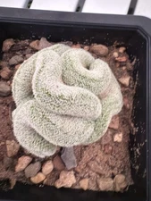 Mammillaria Microthele Perbella Brain Cactus, Rare
