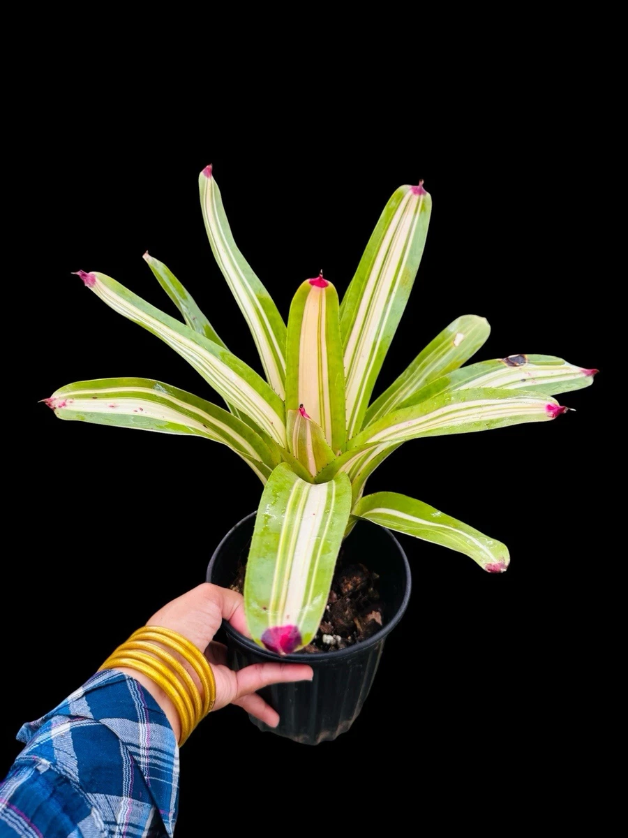 Bromeliad Neoregelia Cactis&Succulents for sale | eBay