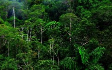 Landscape nature forest rainforest jungle Custom Gaming Mat Desk