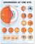 Disorders of the Eye Anatomical Chart, Paperback by Anatomical Chart Company ...