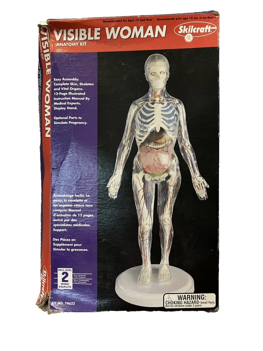 Visible Woman Indiana OTHER Models & Kits for sale | eBay