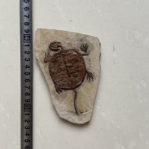Real Turtle Fossil Rare Chinese Best born Keichousaurus Collection. Real turtle - Picture 2 of 6