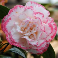 Camellia 'Margaret Davis' 9cm Plant x2 - RHS AGM Bicolour Flower Evergreen Shrub