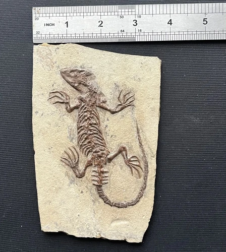 Chinese Real Monjurosuchus Choristodera Fossil Rare Collection Exotic and rare - Picture 6 of 6