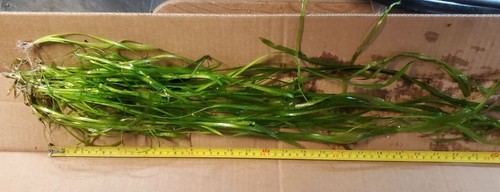 12 Vallisneria  plants Live Aquarium Plants $19.95 - Picture 5 of 13