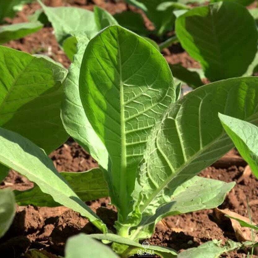 Tobacco Criollo 98 300+ PCS fresh seeds, Nicotiana tabacum, Seeds for  planting