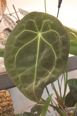 Anthurium Forgetii darkx Samen No: Monstera, Alocasia, Philodendron...