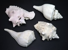   4x Conch Shell Trumpet Horn - Vintage Collection