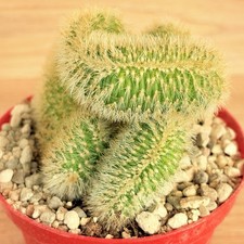 Notocactus leninghausii f. crestata ,  pot 10 cm   (Cod. R0017)