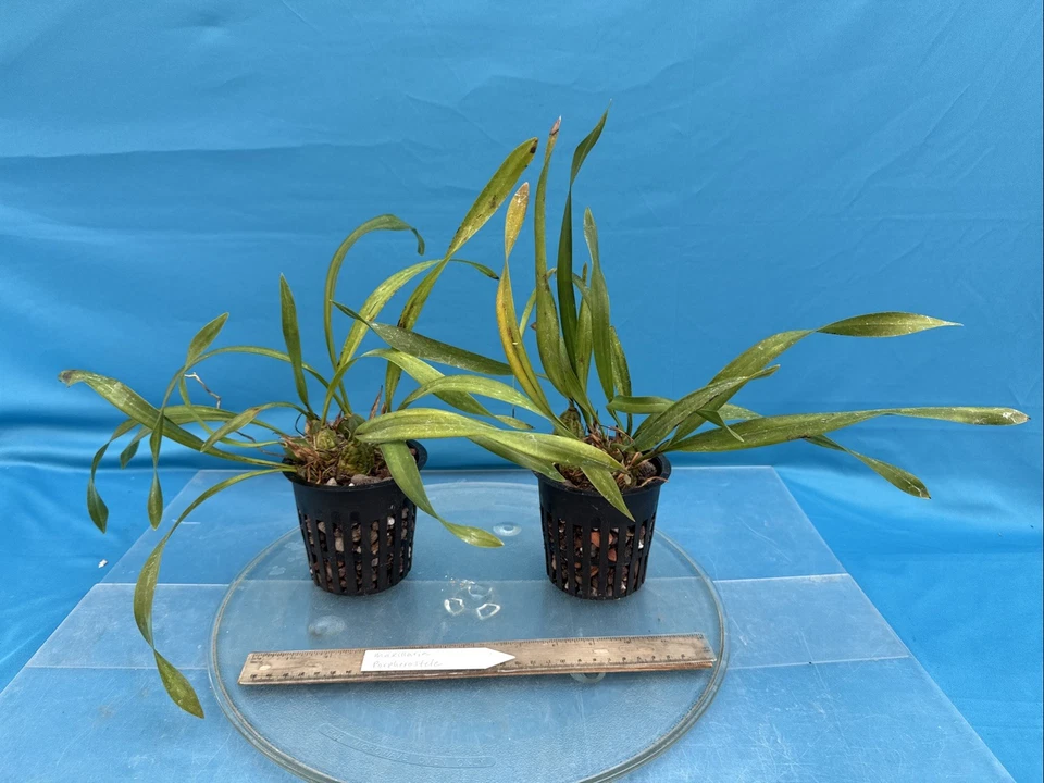 "Maceta de 4"" Maxillaria porphyrostele amarillo púrpura marrón especie de orquídea fresca" Foto 4 de 4