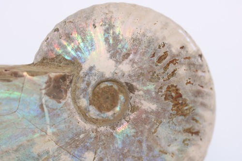 Fossil Ammonite Cleoniceras 4.06" Iridescent Both Sides Madagascar COA 6977 - Picture 9 of 12