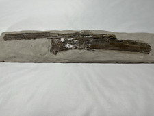 Pterosaur Ulna & Radius Fossils 16
