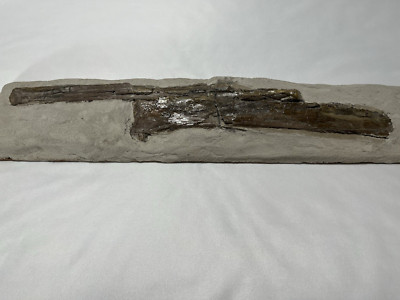 Pterosaur Ulna & Radius Fossils 16'' Smoky Hill Chalk Kansas Dinosaur Fossil