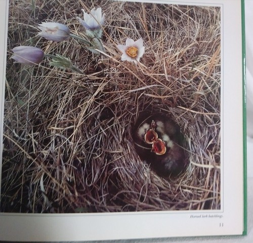 The Joy of Songbirds Hardcover Gifts of Nature Natl Wildlife Fed Personalized - Picture 8 of 9