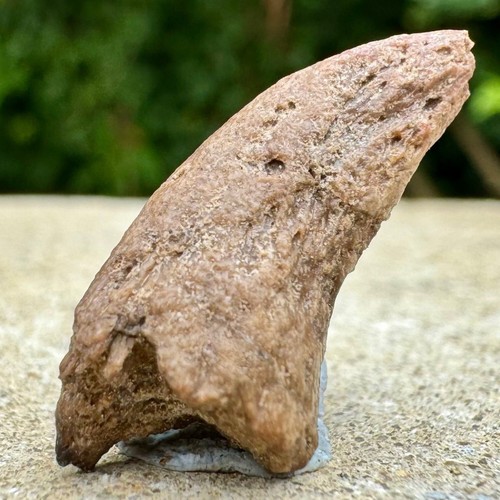 Authentic majungasaurus dinosaur claw fossil cretaceous maevarano formation - Picture 2 of 2