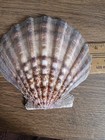 Lions Paw Sea Scallop Shell approx. 5 1/2" wide and 5 1/2" tall, Stunning Colors — photo 7