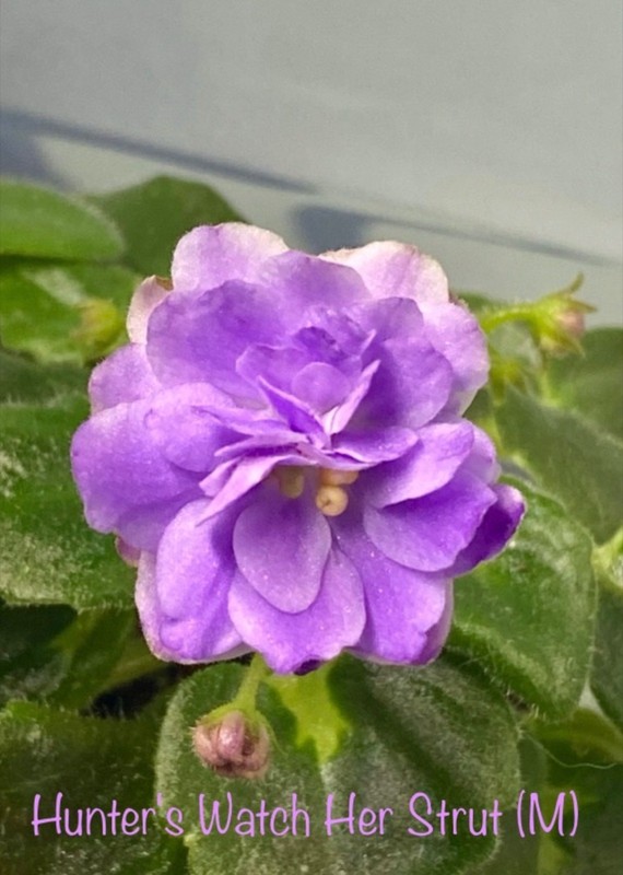 African Violet~Hunter’s Watch her Strut! Miniature!~Starter