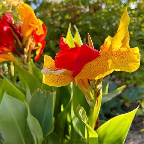 Canna 'Cleopatra', gelb-rot, Topf-Ø 17 cm - Bild 4 von 12