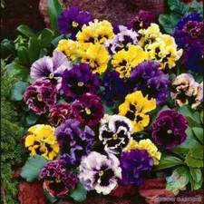 200+ Rococo Mix Pansy (Viola) Seeds for Garden Planting - USA - FREE SHIPPING!